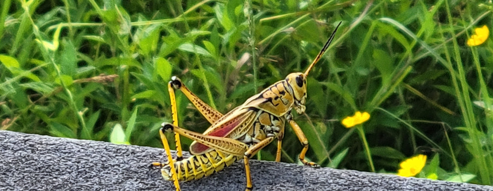 A giant grasshopper.
