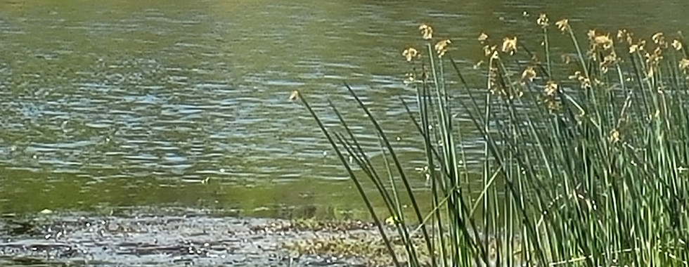 Gator swimming at Myakka River State Park.