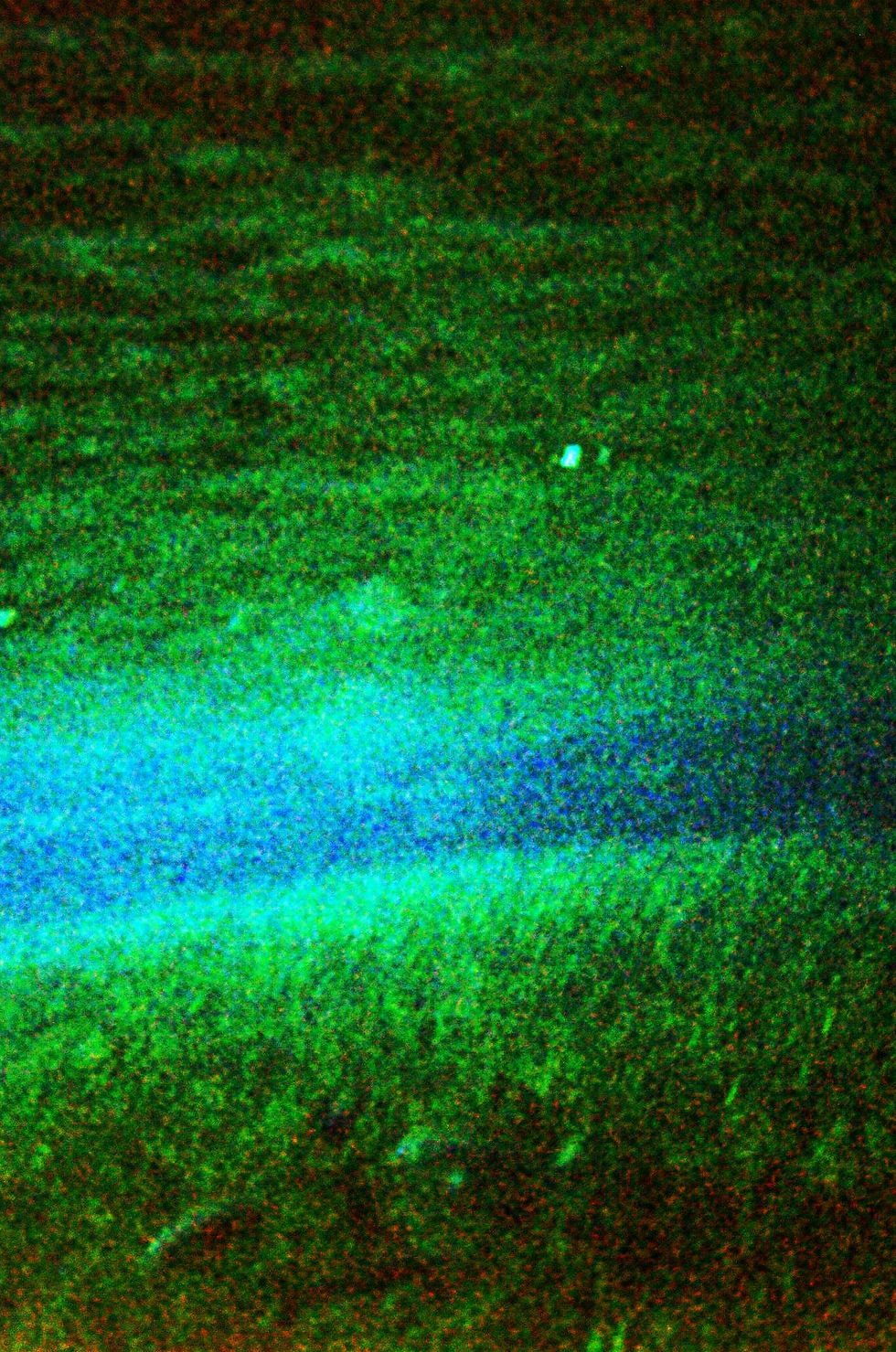 Picture taken under the floating plants of the river grasses growing under water.