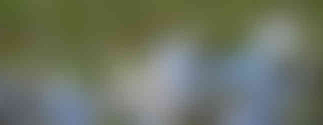 The cypress stand in the Everglades National Park.