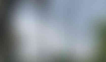 Dead Tree in Welaka State Forest.