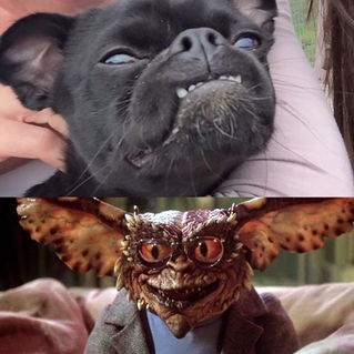 My little gremlin