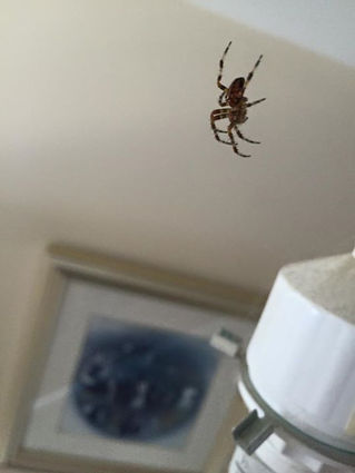 Spider