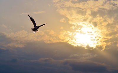 Sun between clouds and a bird flying..jp
