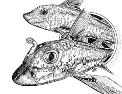 Salish Sea 'Creature Feature' Colouring Sheets.