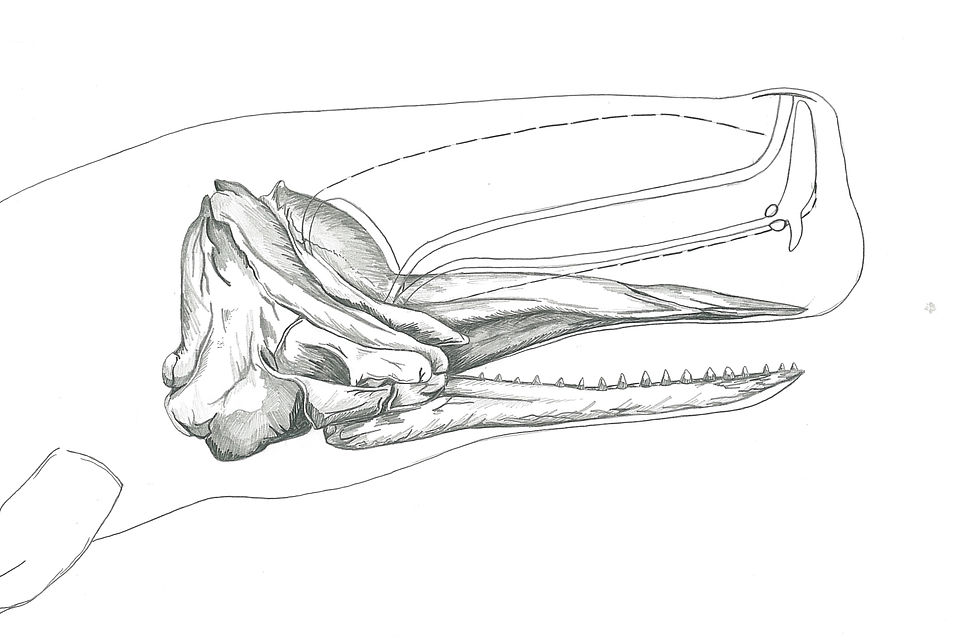 Sperm whale head and spermaceti organ.