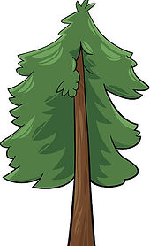 redwood2.jpg