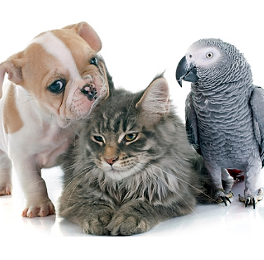 Dog'n Zen Pet Sitter