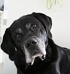 douleurs chiens agés arthrose