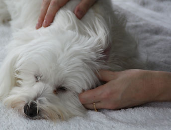 arthrose chien