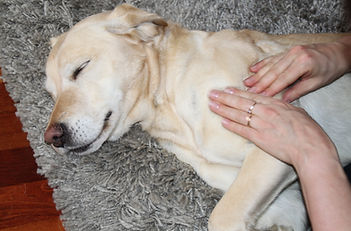 chiens arthrose douleurs