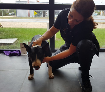 soulage douleur chien