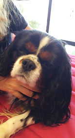 chien stressé