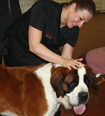 soulager douleur chien arthrose
