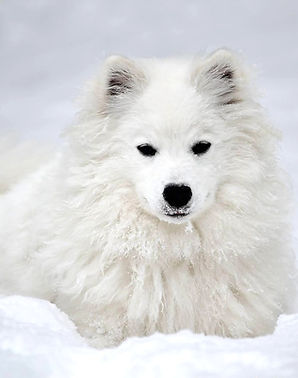 AMERICAN ESKIMOS  (33)_edited_edited.jpg