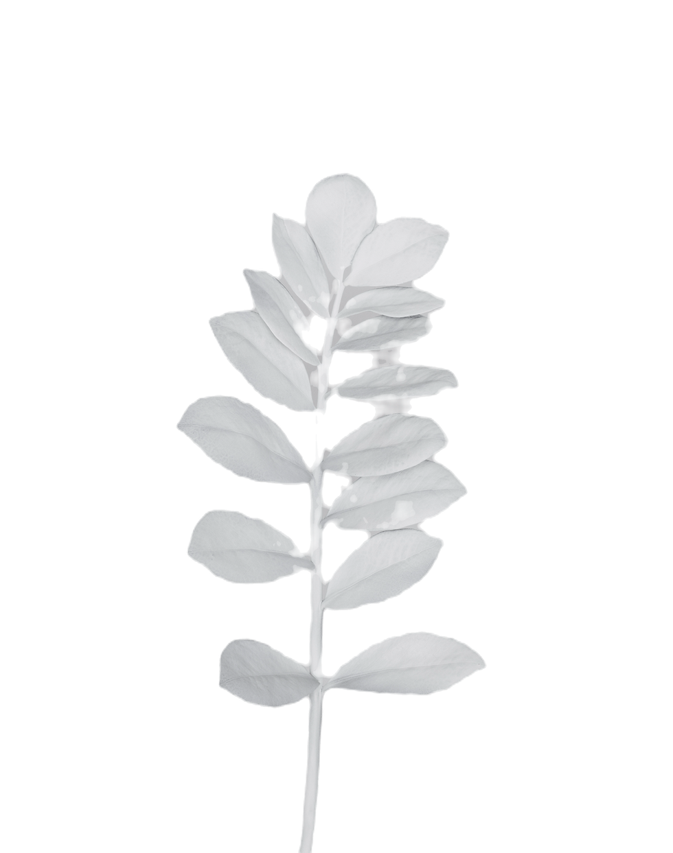Minimalist White Leaf