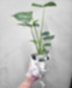 Monstera deliciosa plant delivery