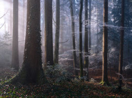 Forêt baignée de brume, traversée par des rayons de lumière : illustration des idées reçues sur la sophrologie qui se dissipent
