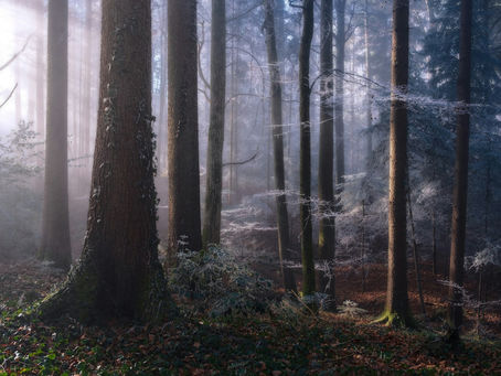 Forêt baignée de brume, traversée par des rayons de lumière : illustration des idées reçues sur la sophrologie qui se dissipent