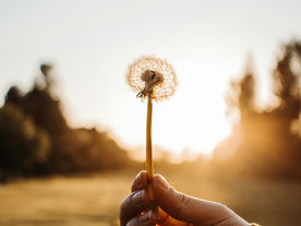 Une main tenant une fleur de pissenlit face au soleil couchant, symbole du lâcher-prise en sophrologie