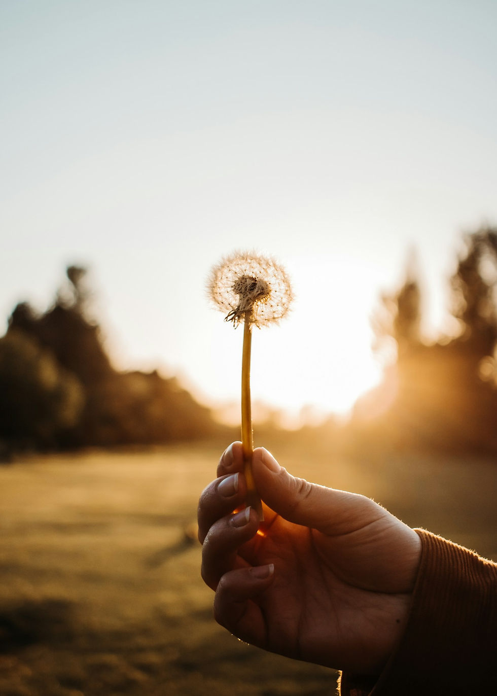 Une main tenant une fleur de pissenlit face au soleil couchant, symbole du lâcher-prise en sophrologie