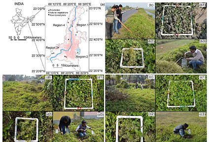 Field sampling of Mikania micrantha in Greater Kolkata