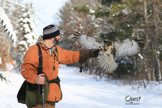 Falconry on Doty Island