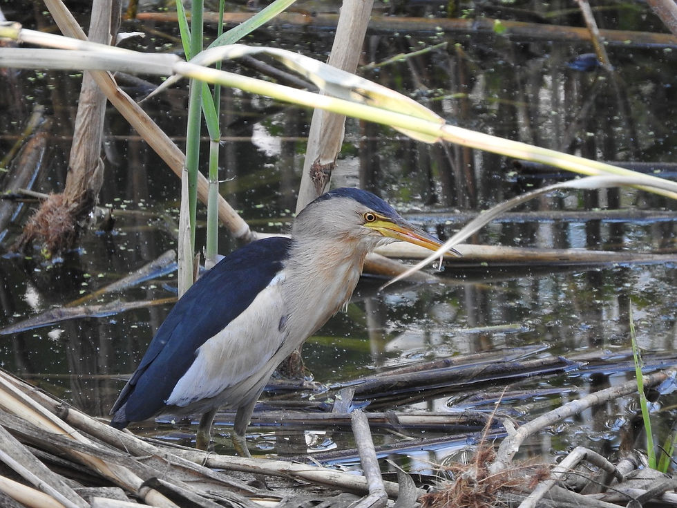 Garçote | Little Bittern