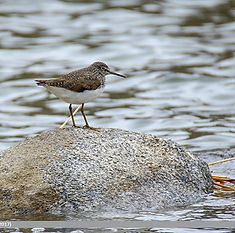 wix:image://v1/3c4ce4_8a0ec7fafc0c4218bb313be31a056746~mv2.png/Quase%20ameacada.png#originWidth=827&originHeight=354