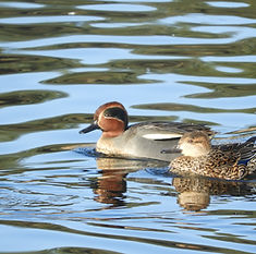 wix:image://v1/3c4ce4_f292af86eba445dda26b611a1975f673~mv2.png/Pouco%20preocupante.png#originWidth=827&originHeight=354