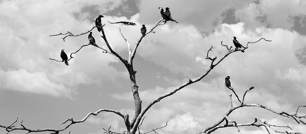 Rotorua Photography field trip 1