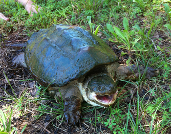 How to catch Snapping Turtles