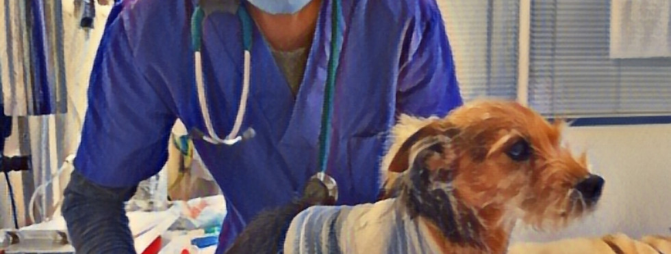 Tratamento de doença e lesões em um cão