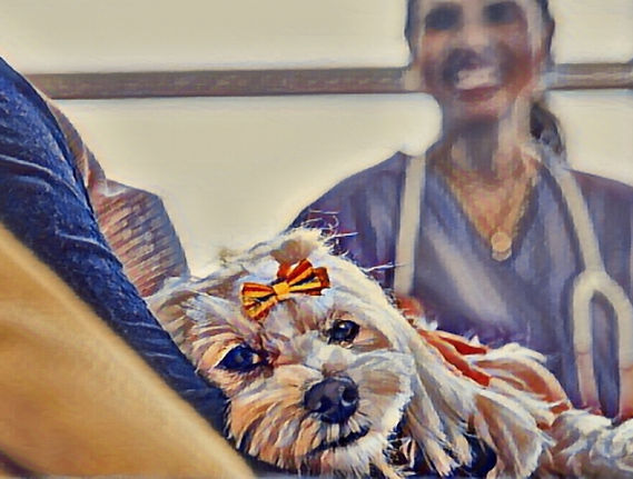 Cão recebendo cuidados e casa pela veterinária
