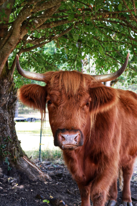 Cow, Cattle, Livestock