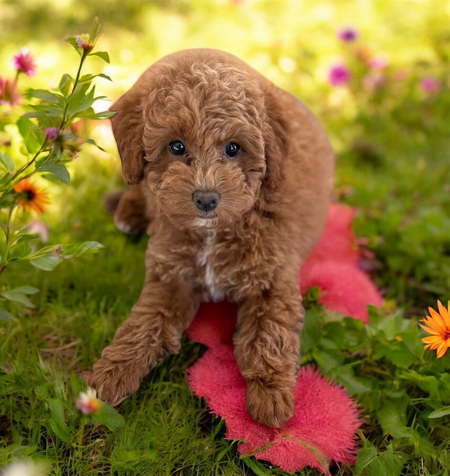 Small dog breeders in South Carolina: Red poodle puppy in grass