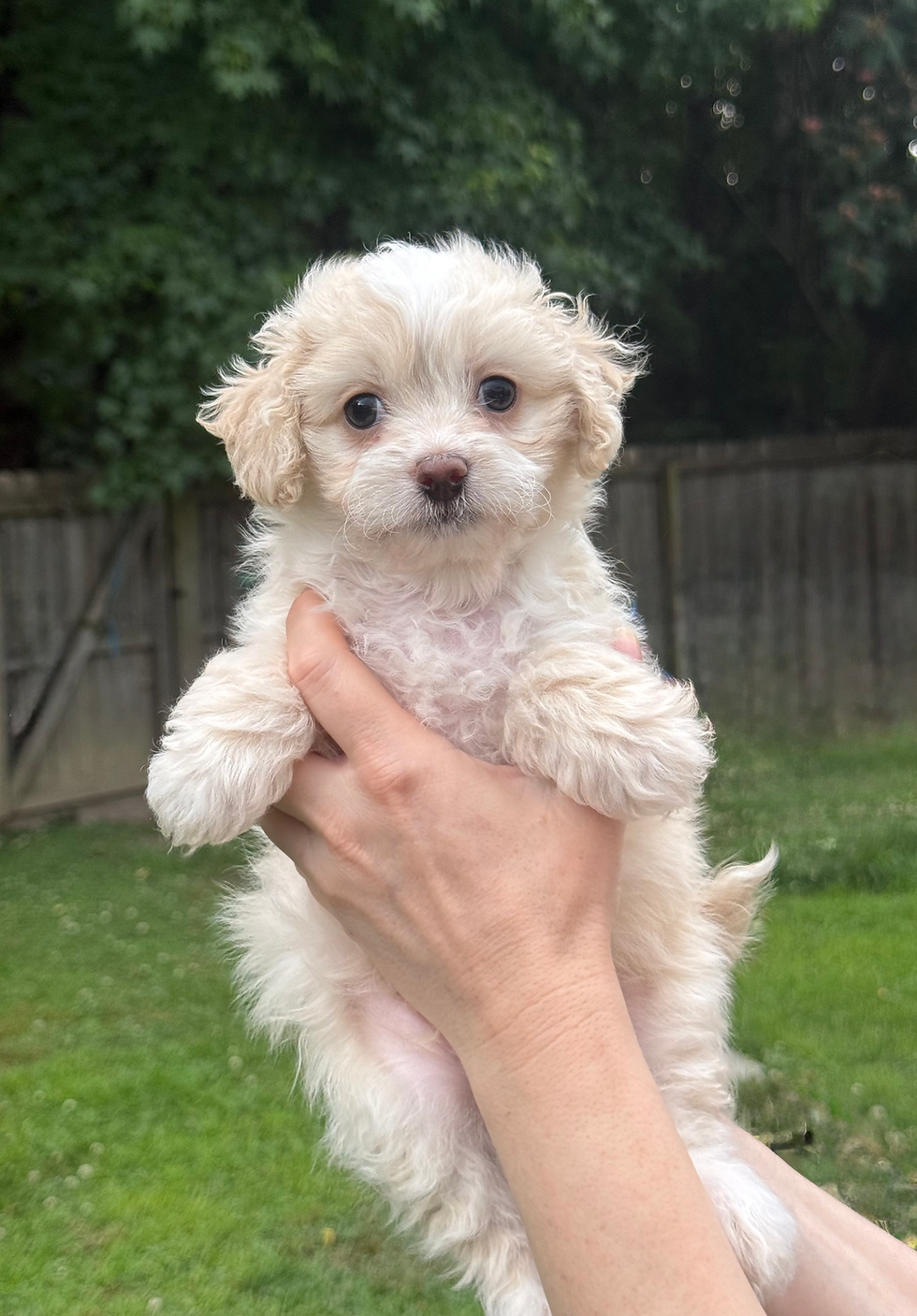 Small apricot parti shihpoo puppy.