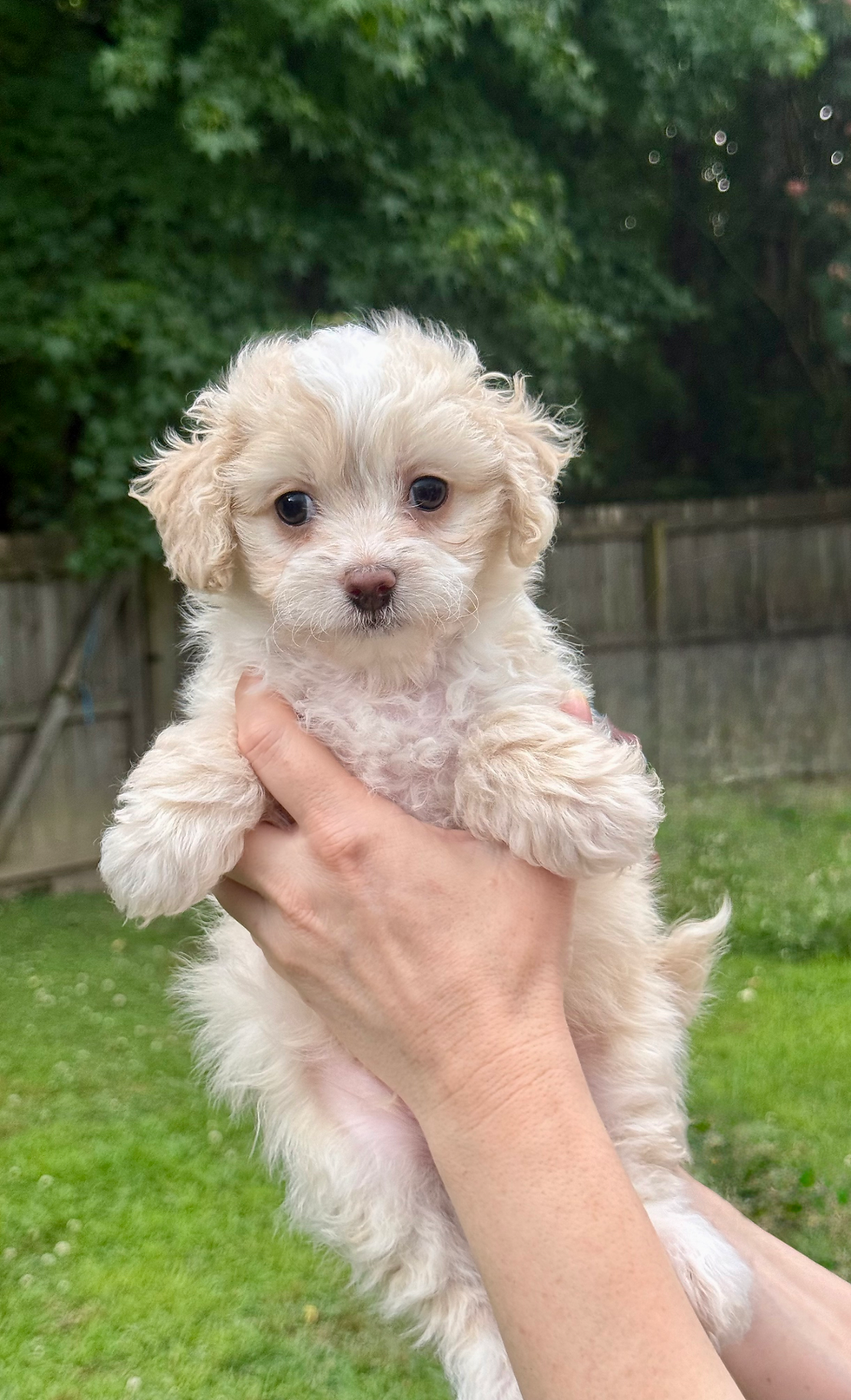 Small apricot parti shihpoo puppy.