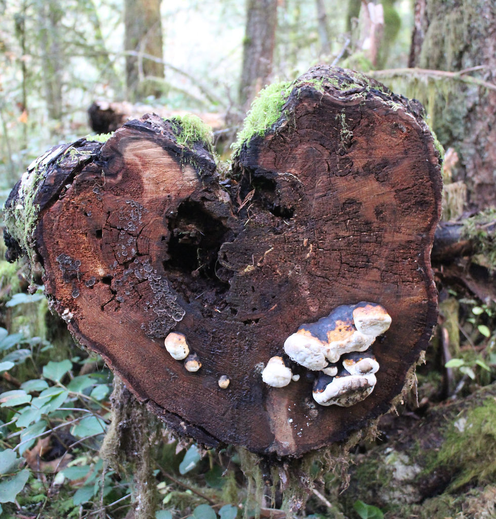 We find what we seek