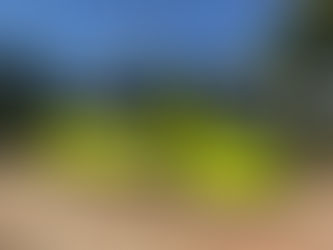 PG terá apresentação de ônibus 100% elétrico