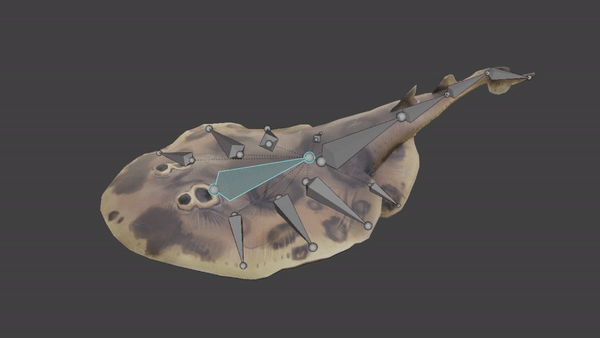 stingray_anim.gif