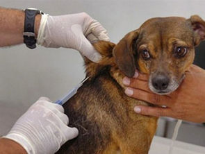 Brumadinho divulga cronograma da campanha de vacinação para cães e gatos; confira