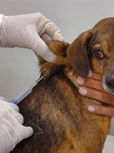 Brumadinho divulga cronograma da campanha de vacinação para cães e gatos; confira