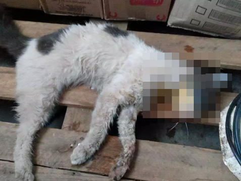 Vigilância popular tenta identificar autor de mortes de animais em Brumadinho