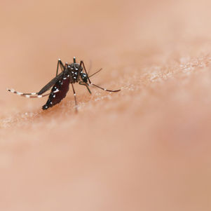 Casos de dengue apresentam queda de 40% em Brumadinho em relação ao ano passado