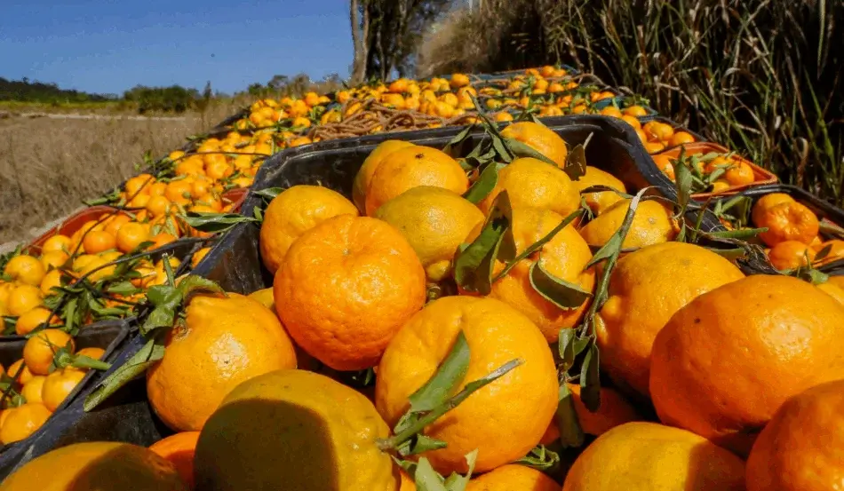 Brumadinho se prepara para o 31º Festival da Mexerica com shows e produtos derivados da fruta