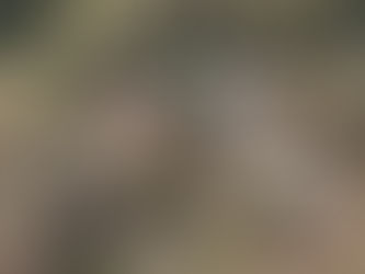Com 70 mil m², Centro de Bem-Estar Animal promete ser referência nacional em cuidado humanizado