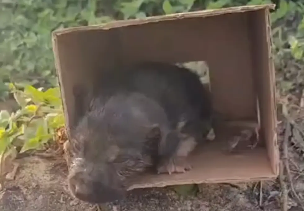 Animal é resgatado em Brumadinho após ser arremessado em sacola; comunidade pede justiça