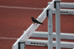 Bird Hurdle