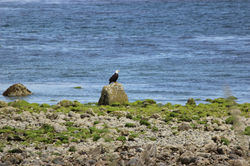Comox Eagle Stare